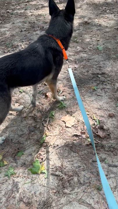 Enlarge Sasha, a ADOPTABLE German Shepherd Dog in Bronson, TX video 3/3