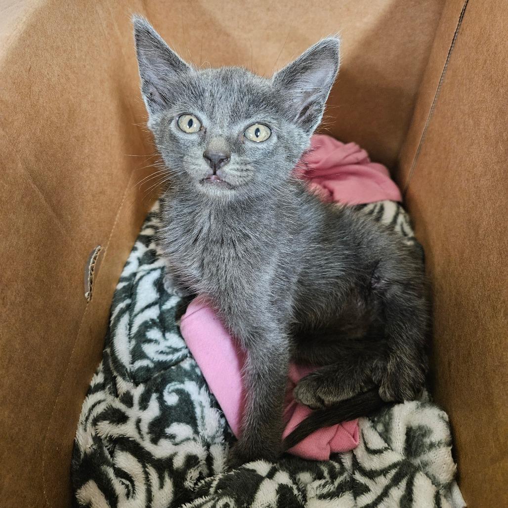 Enlarge Lego, a Adoptable Domestic Short Hair in Hattiesburg, MS image 2/2