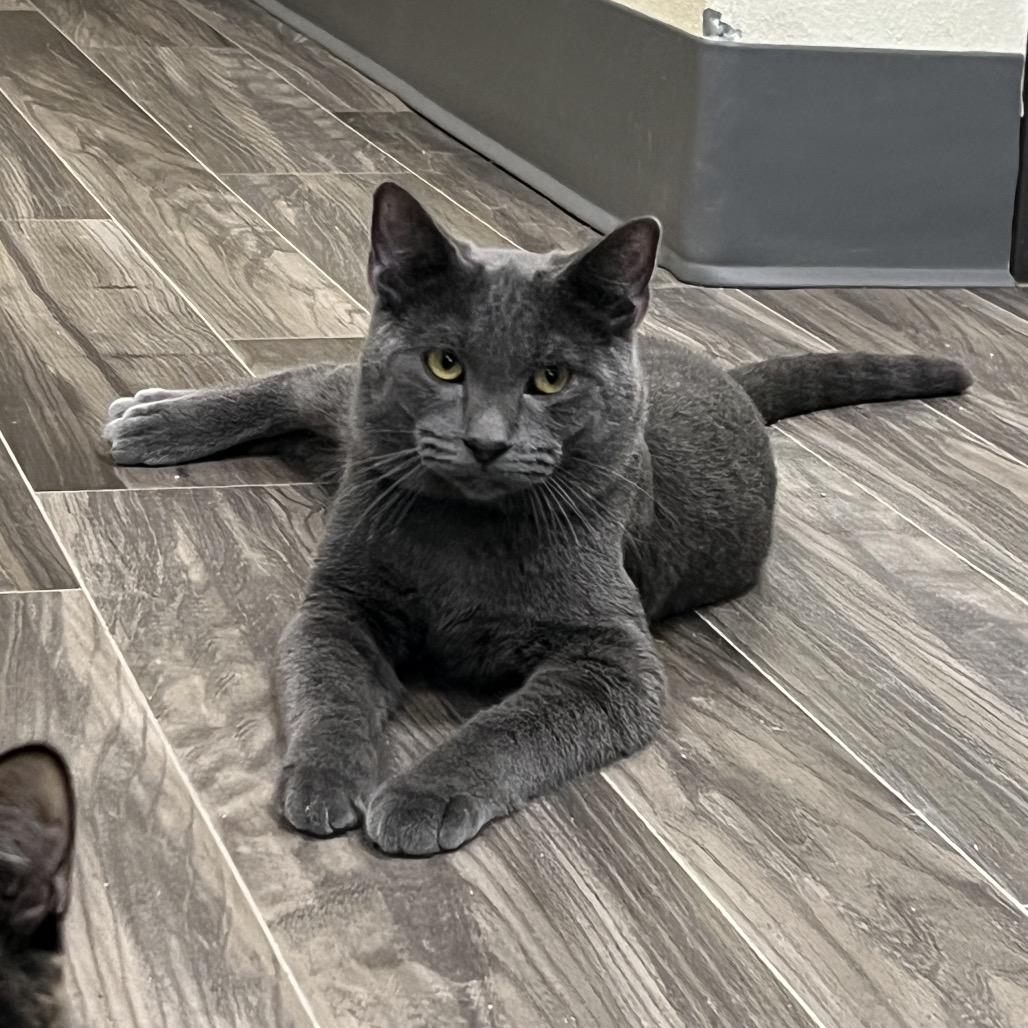 Eli, Adoptable, Young Male Domestic Short Hair.