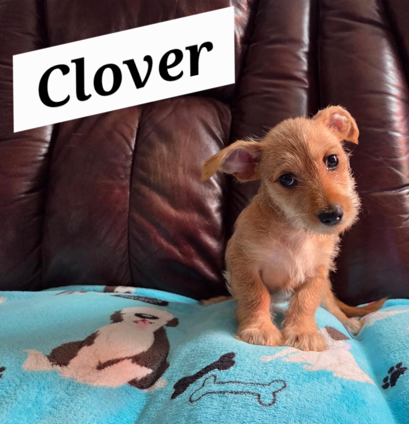 Clover, Adoptable, Puppy Male Yorkshire Terrier & Terrier.