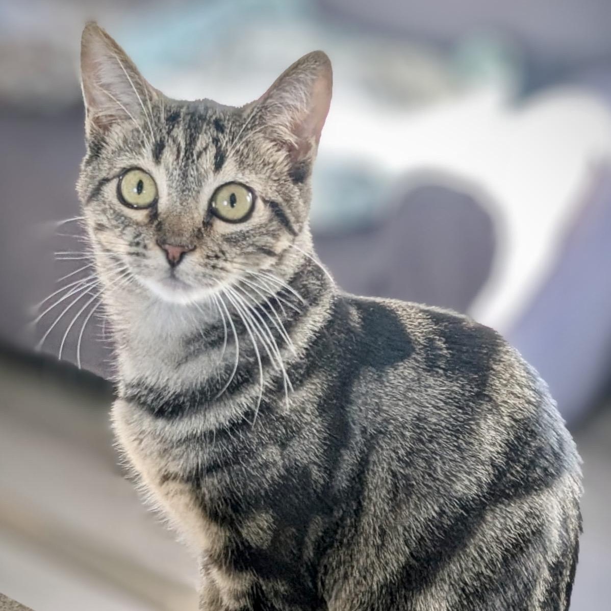 Tails, an adoptable Tabby in Greenfield, CA, 93927 | Photo Image 1
