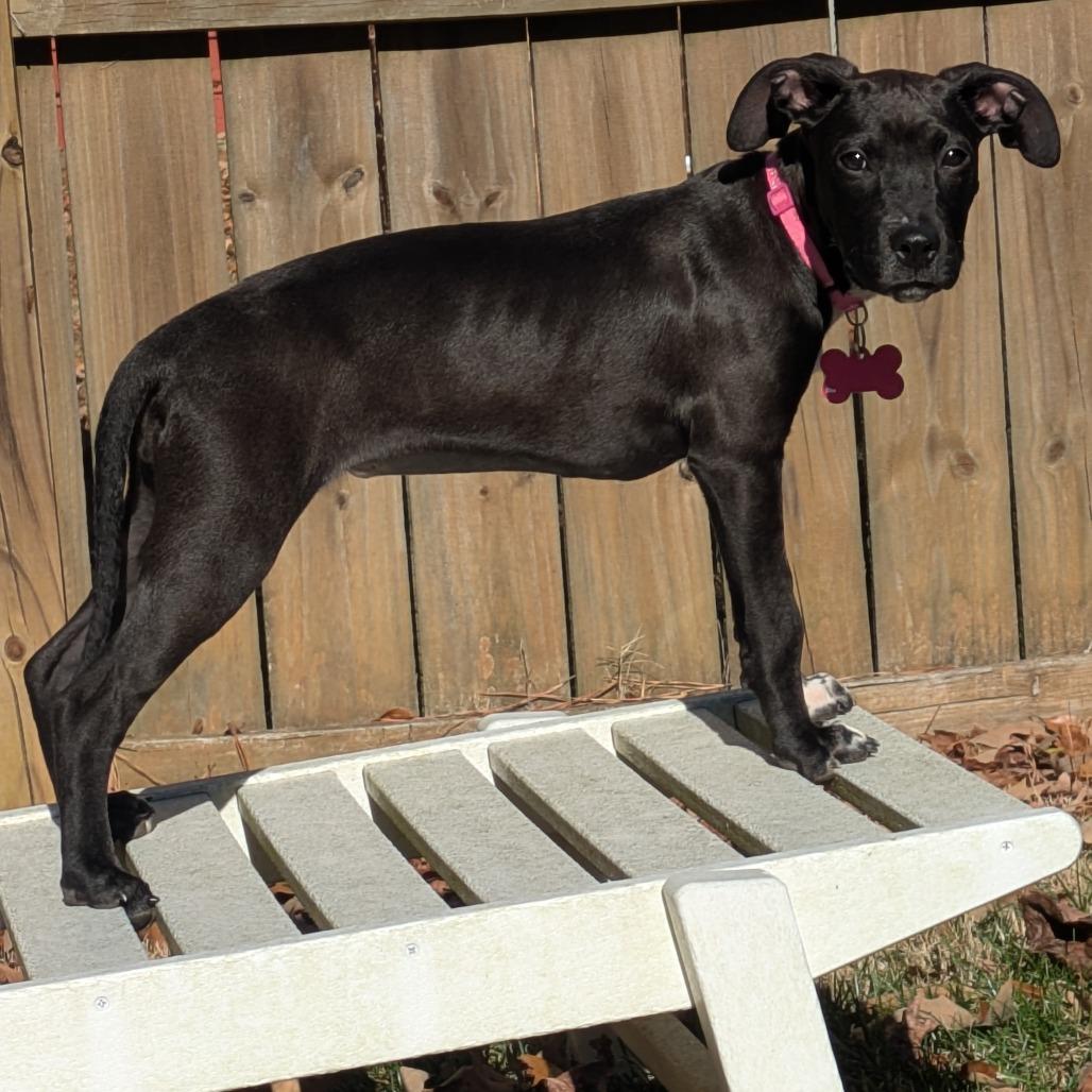 Enlarge Ayaka, a Adoptable Labrador Retriever in Wake Forest, NC image 1/6