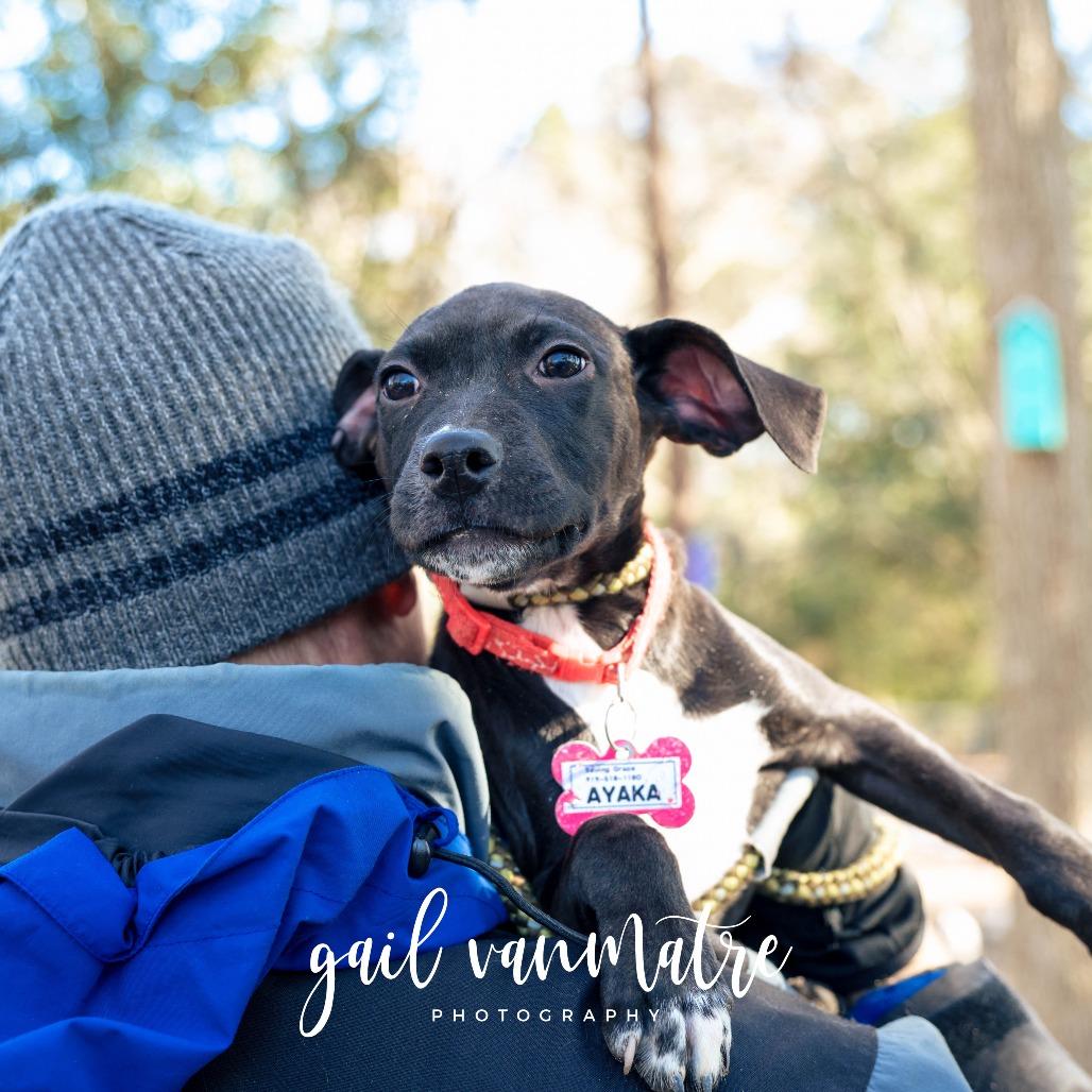 Enlarge Ayaka, a Adoptable Labrador Retriever in Wake Forest, NC image 2/6