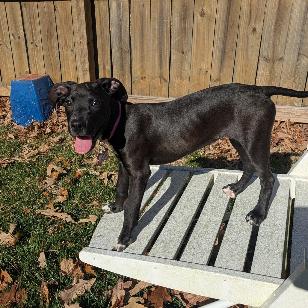 Enlarge Ayaka, a Adoptable Labrador Retriever in Wake Forest, NC image 3/6
