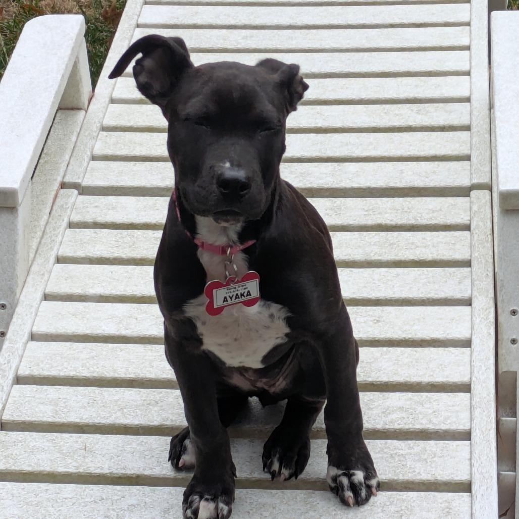 Enlarge Ayaka, a Adoptable Labrador Retriever in Wake Forest, NC image 4/6