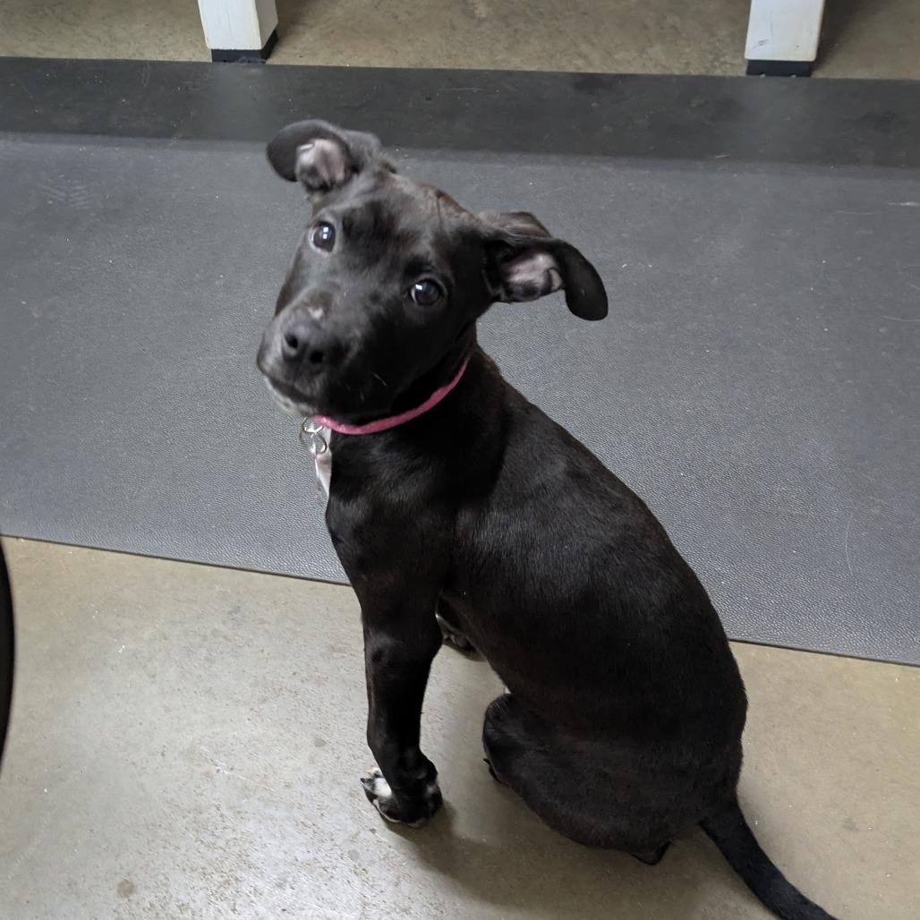 Enlarge Ayaka, a Adoptable Labrador Retriever in Wake Forest, NC image 5/6