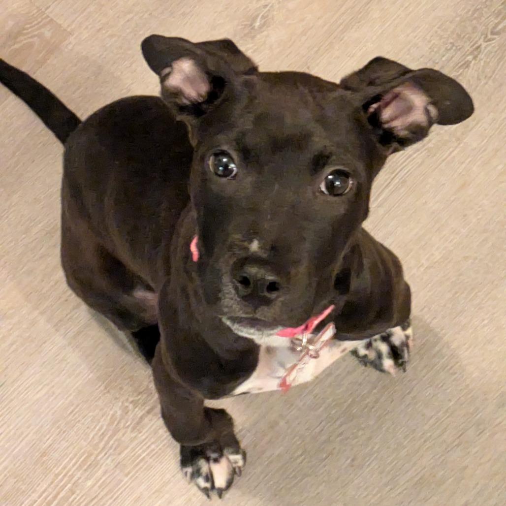 Enlarge Ayaka, a Adoptable Labrador Retriever in Wake Forest, NC image 6/6