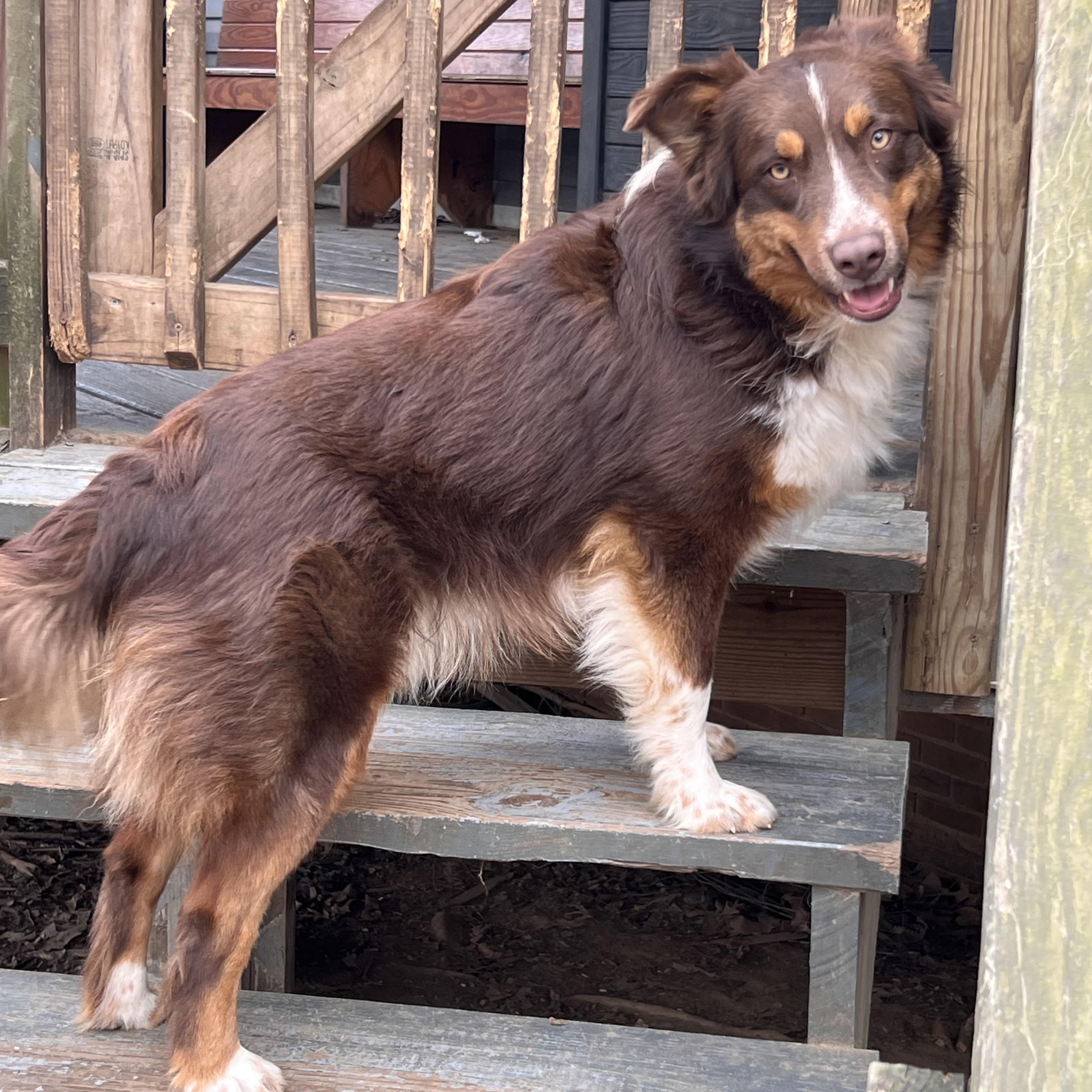 Enlarge Koda , an adopted mixed breed in Medfield, MA image 1/5