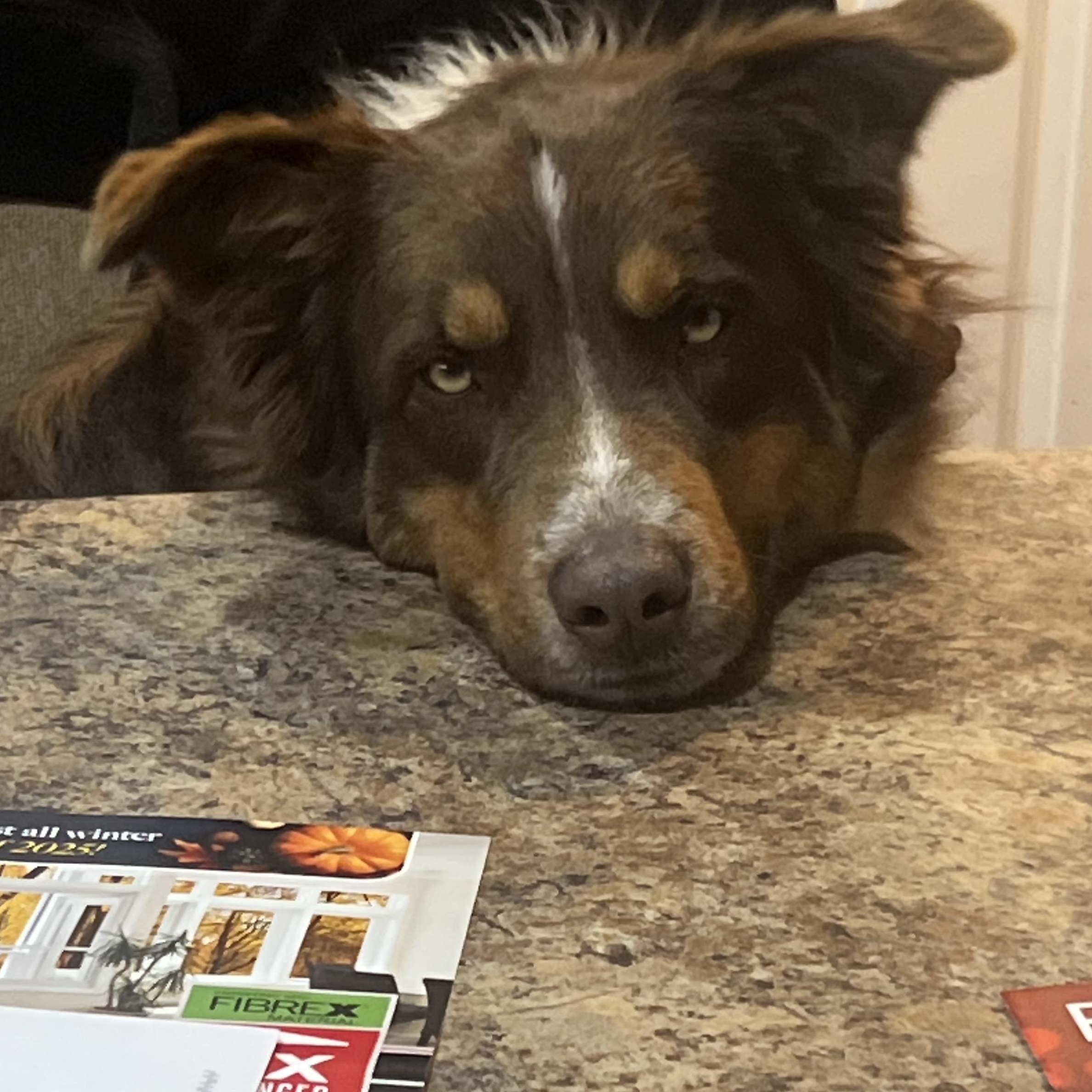 Enlarge Koda , an adopted mixed breed in Medfield, MA image 4/5