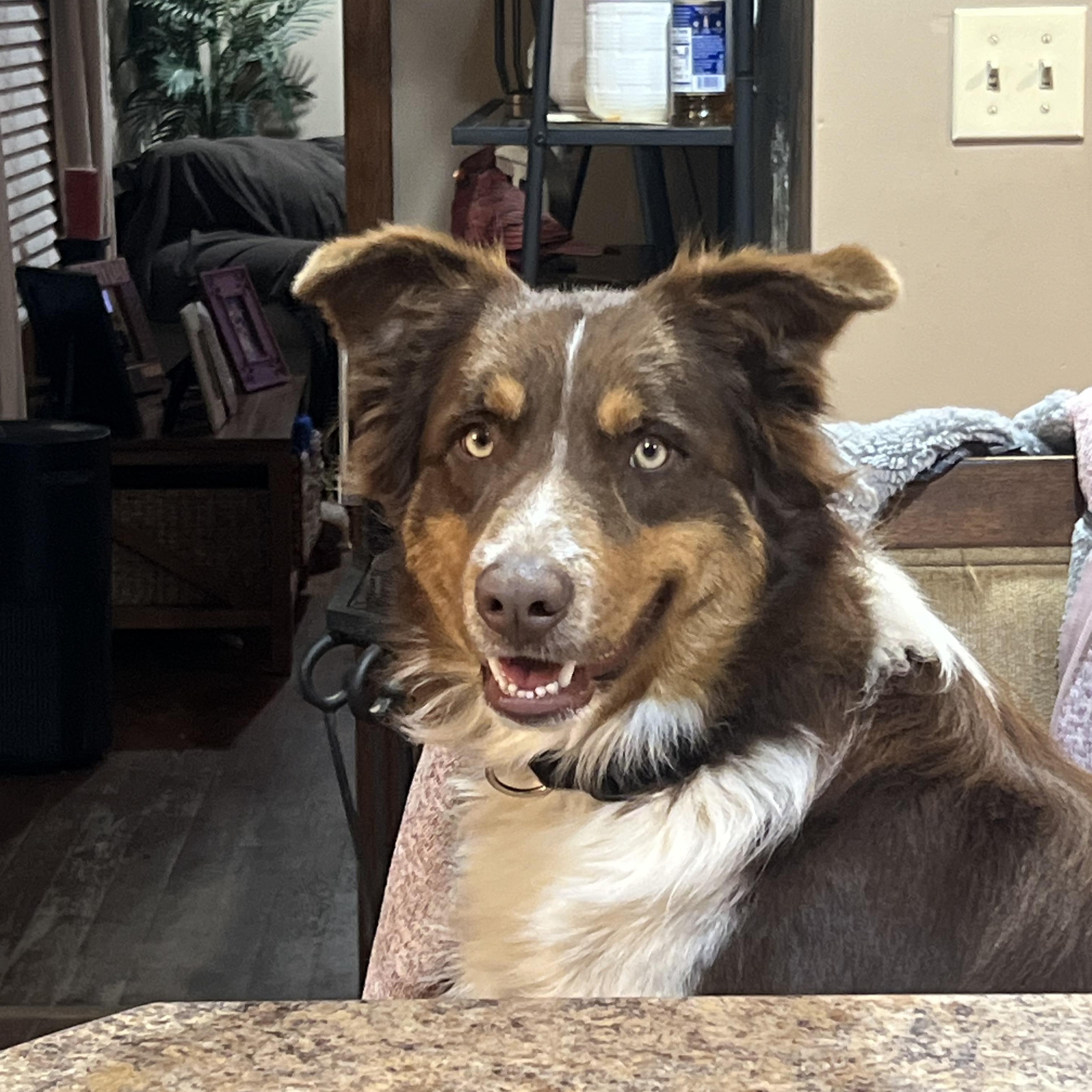 Enlarge Koda , an adopted mixed breed in Medfield, MA image 2/5