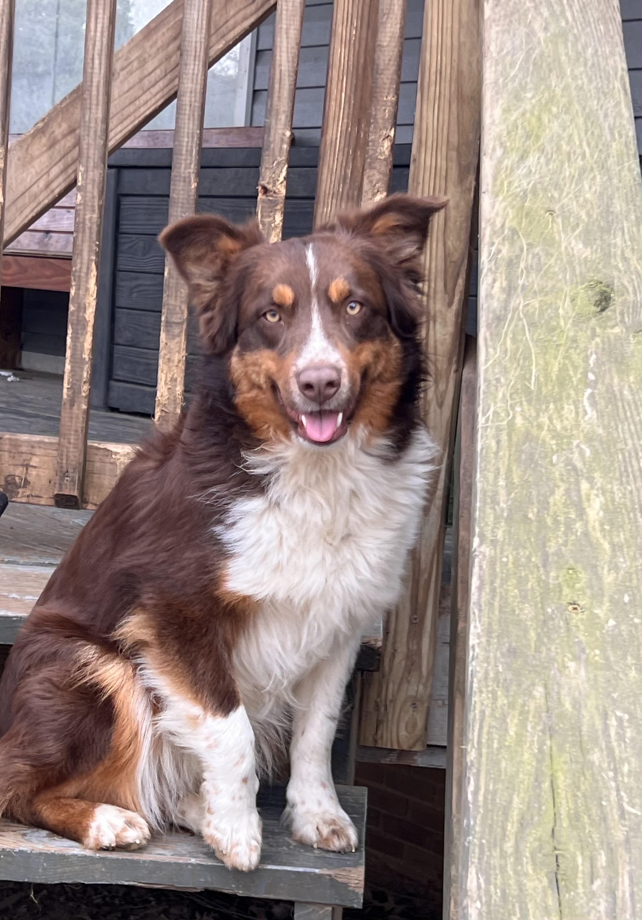 Enlarge Koda , an adopted mixed breed in Medfield, MA image 5/5