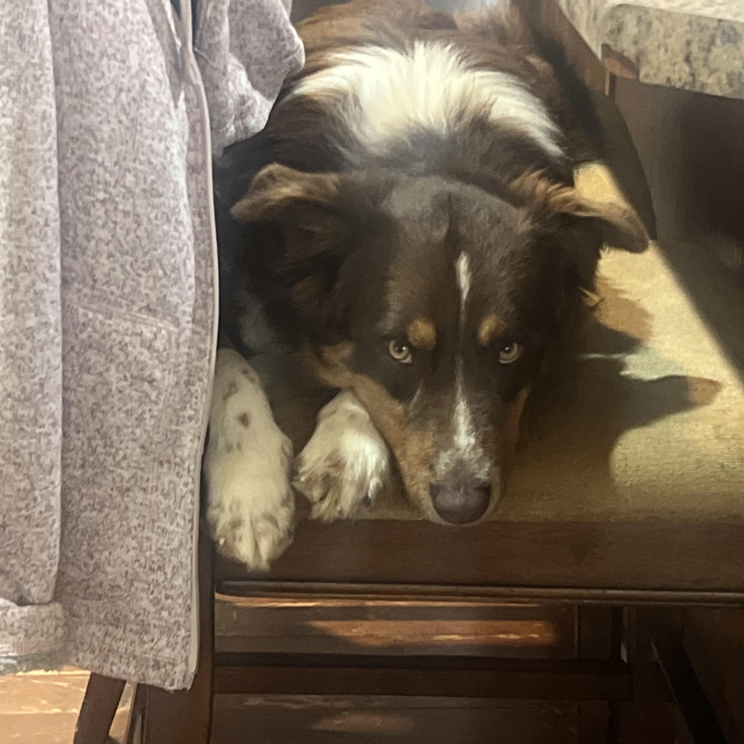 Enlarge Koda , an adopted mixed breed in Medfield, MA image 3/5