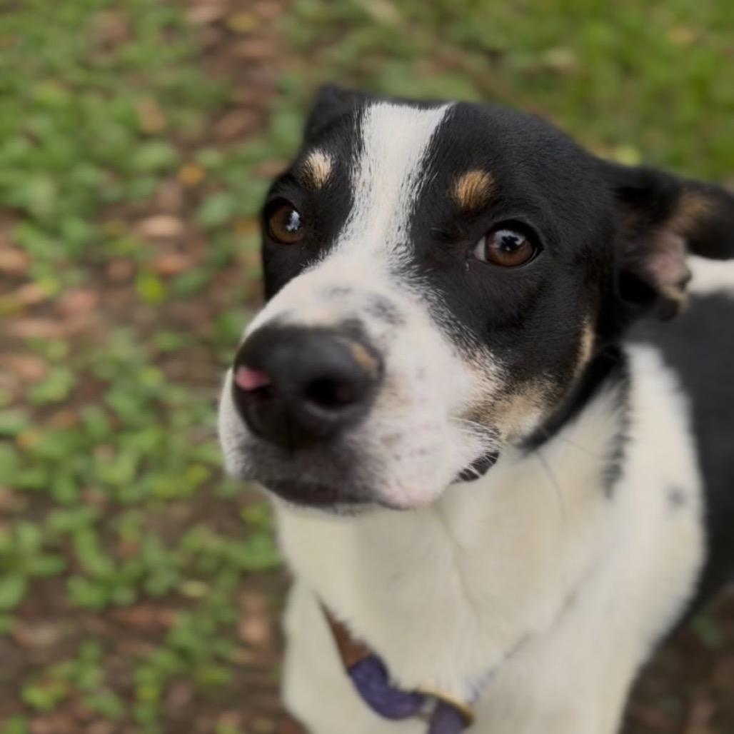 Rey, Adoptable, Young Male Labrador Retriever.