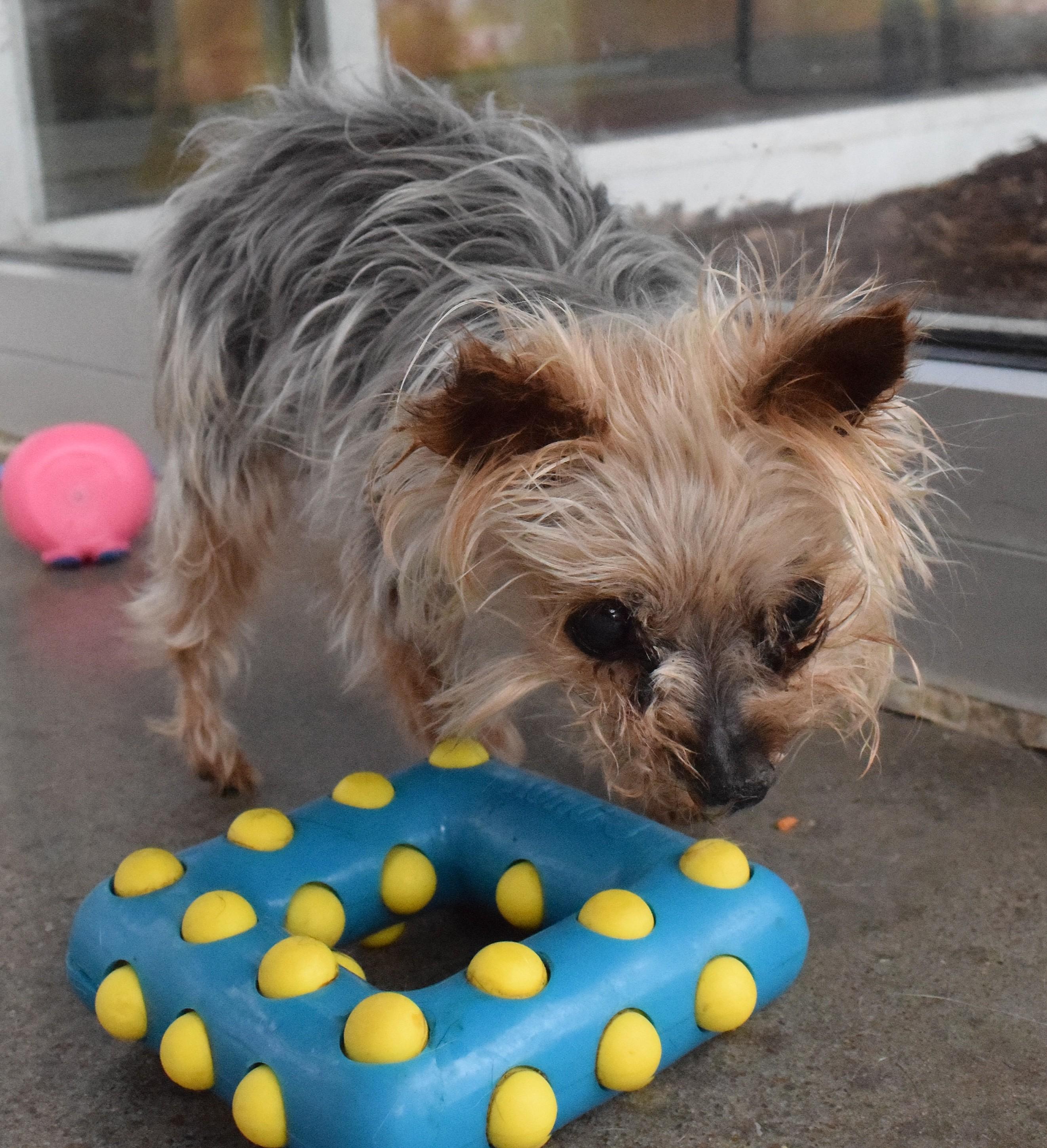 22261, adopted, Senior Female Yorkshire Terrier.