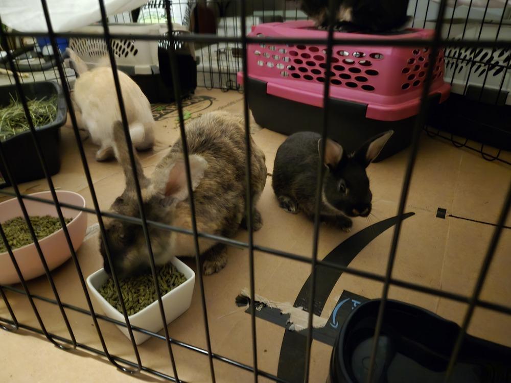 Juno's family, Adoptable, Young Female Harlequin.