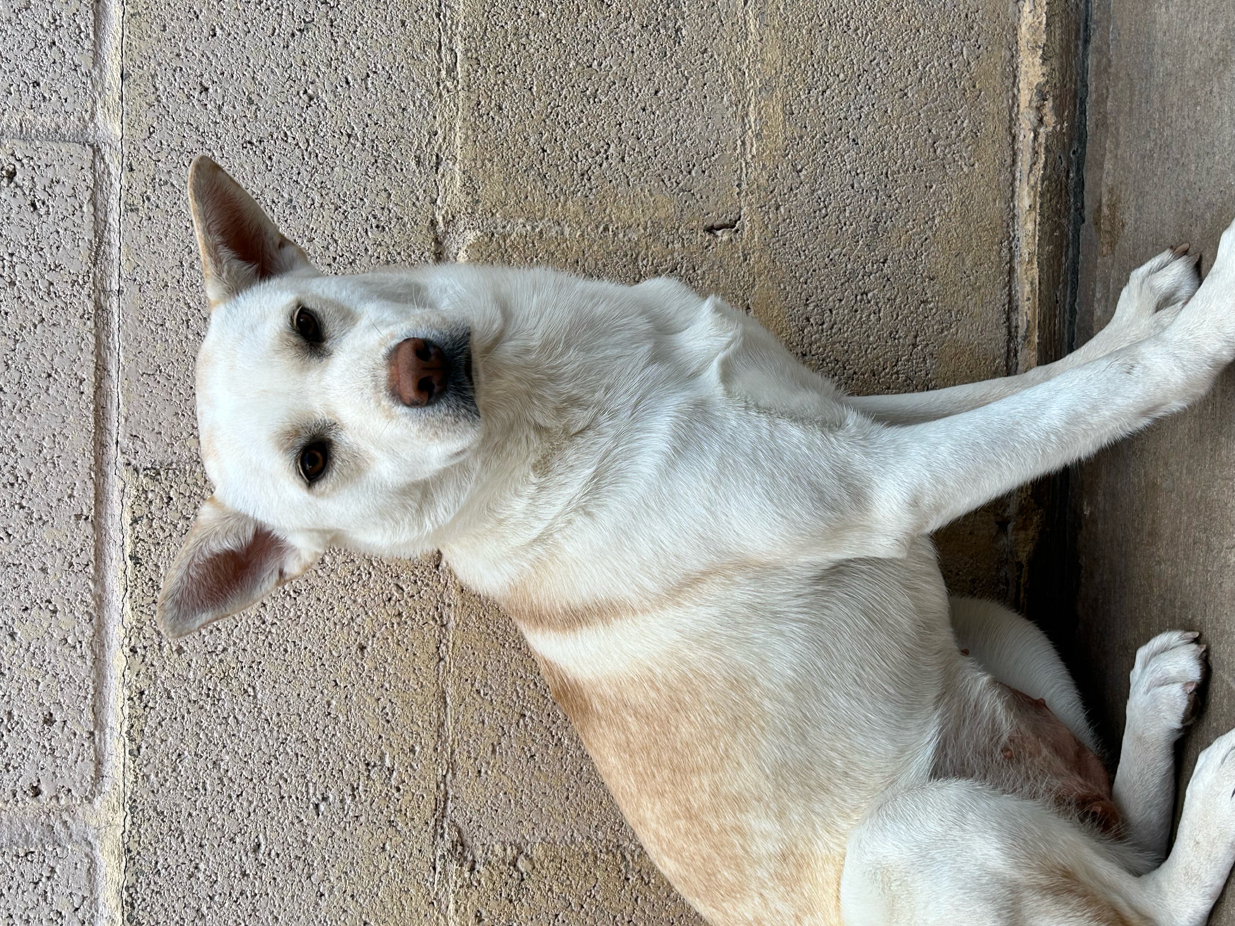 Charlene, Adoptable, Adult Female Australian Cattle Dog / Blue Heeler.