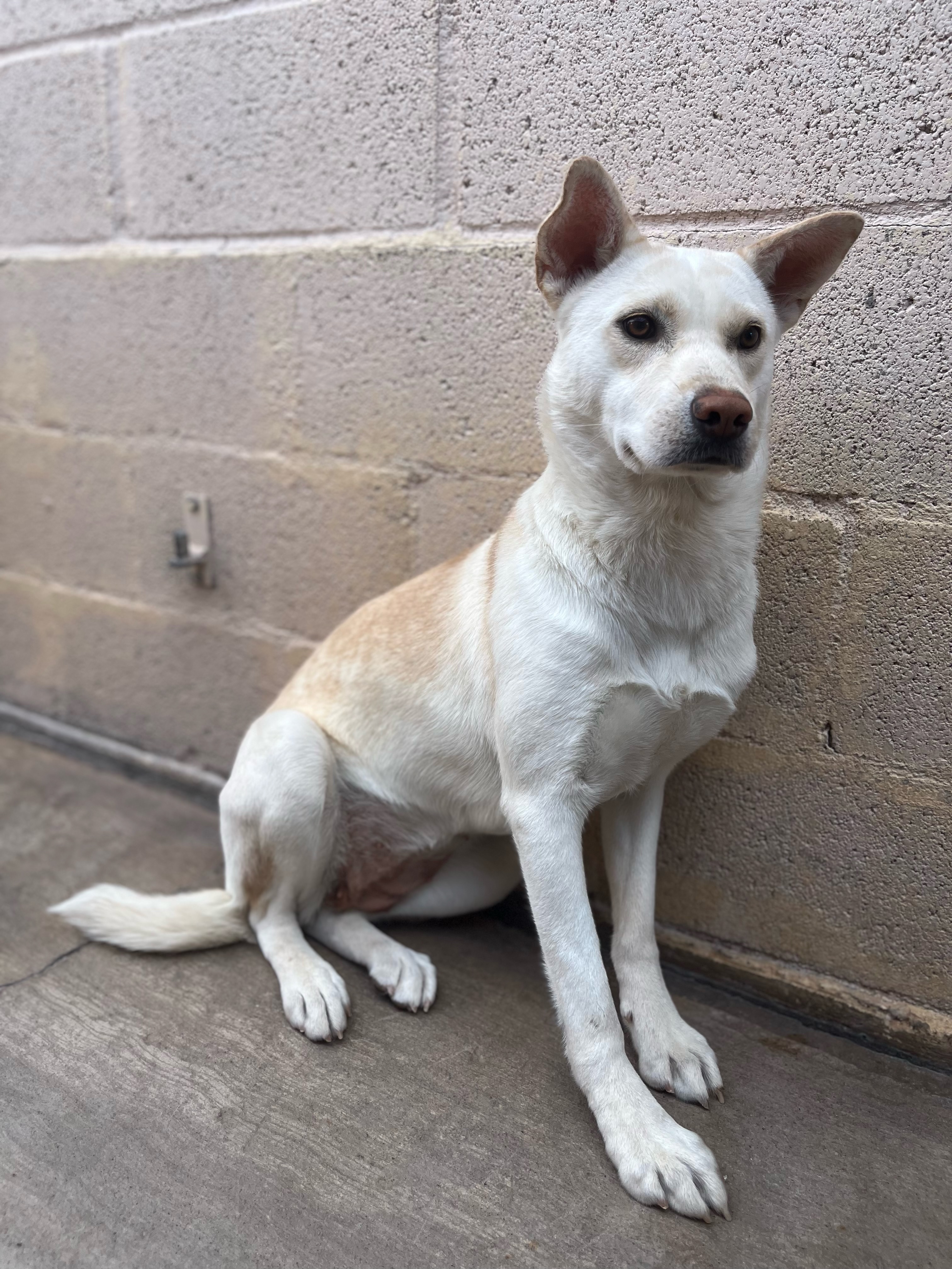 Charlene, a Adoptable mixed breed in Lakeside, AZ image 2/2