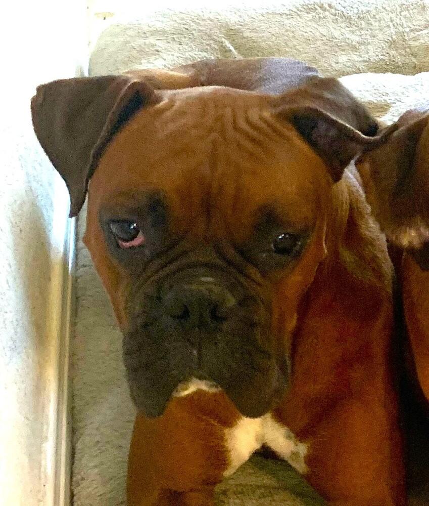 Kano, a Adoptable Boxer image 1/4