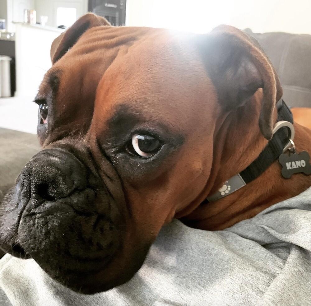 Kano, a Adoptable Boxer image 2/4