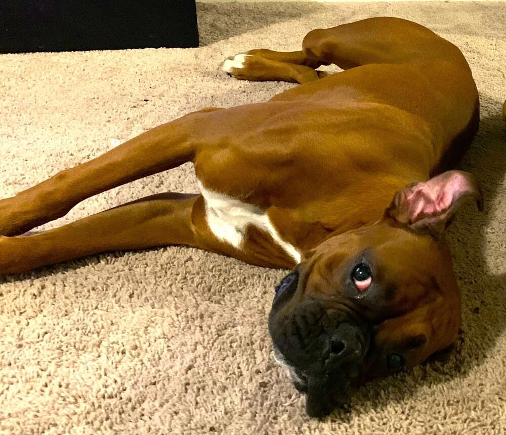 Kano, a Adoptable Boxer image 3/4