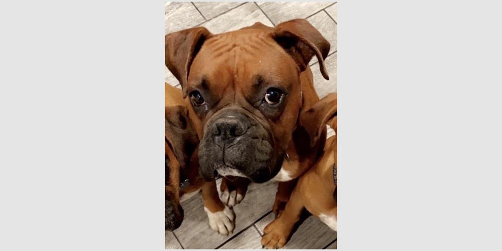 Kano, a Adoptable Boxer image 4/4