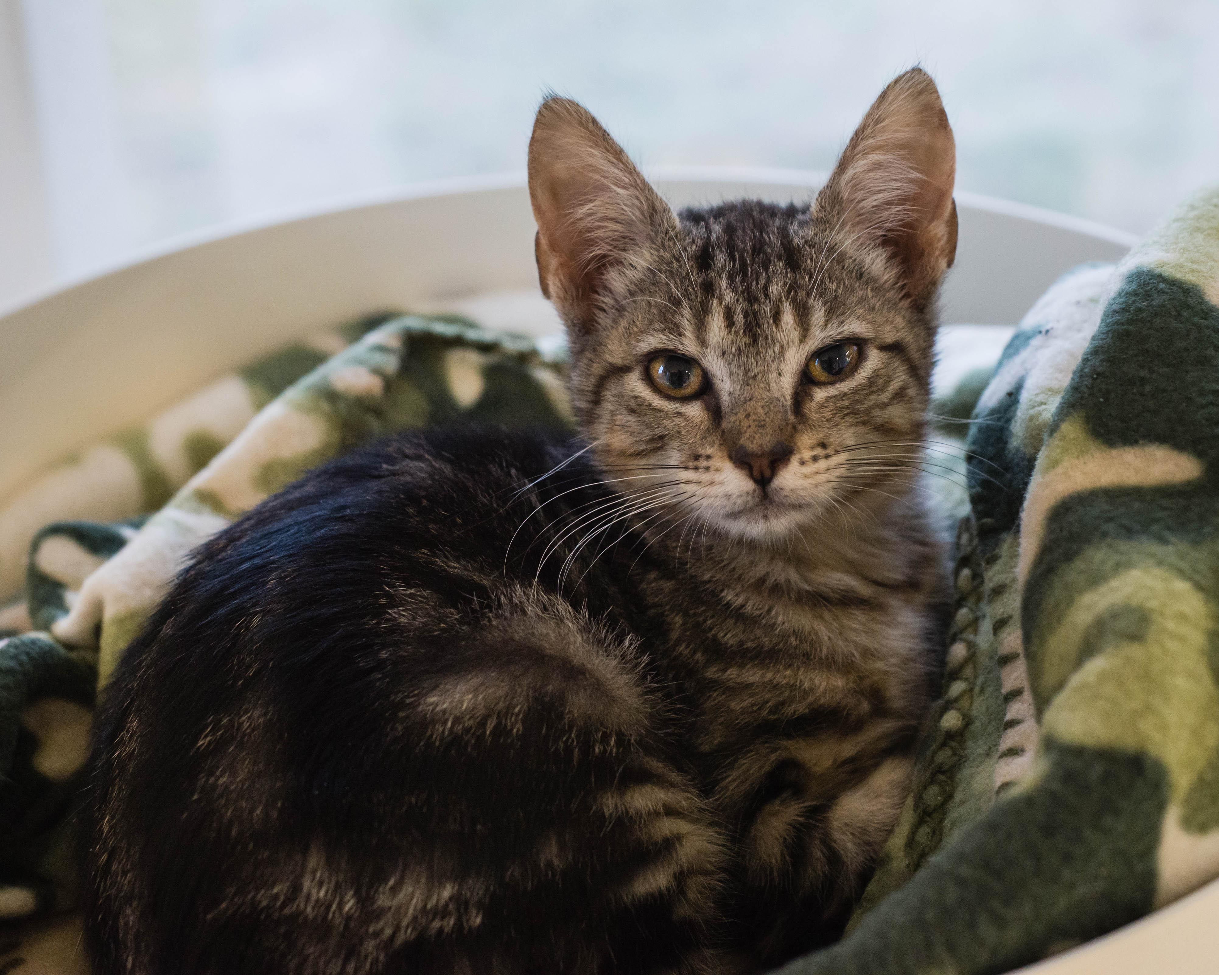Enlarge West, an adopted Domestic Short Hair in Mont Belvieu, TX image 1/1