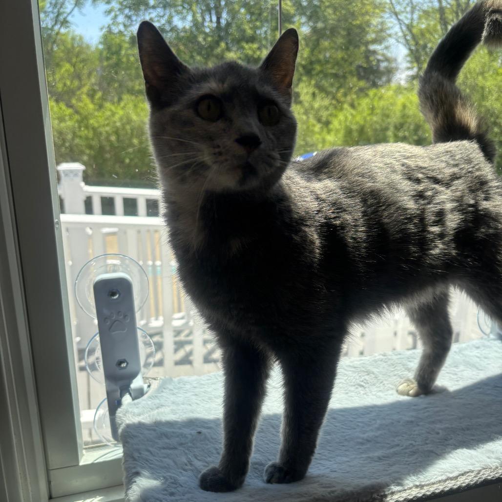 Enlarge Azalea, a Adoptable mixed breed in Granville, OH image 1/5