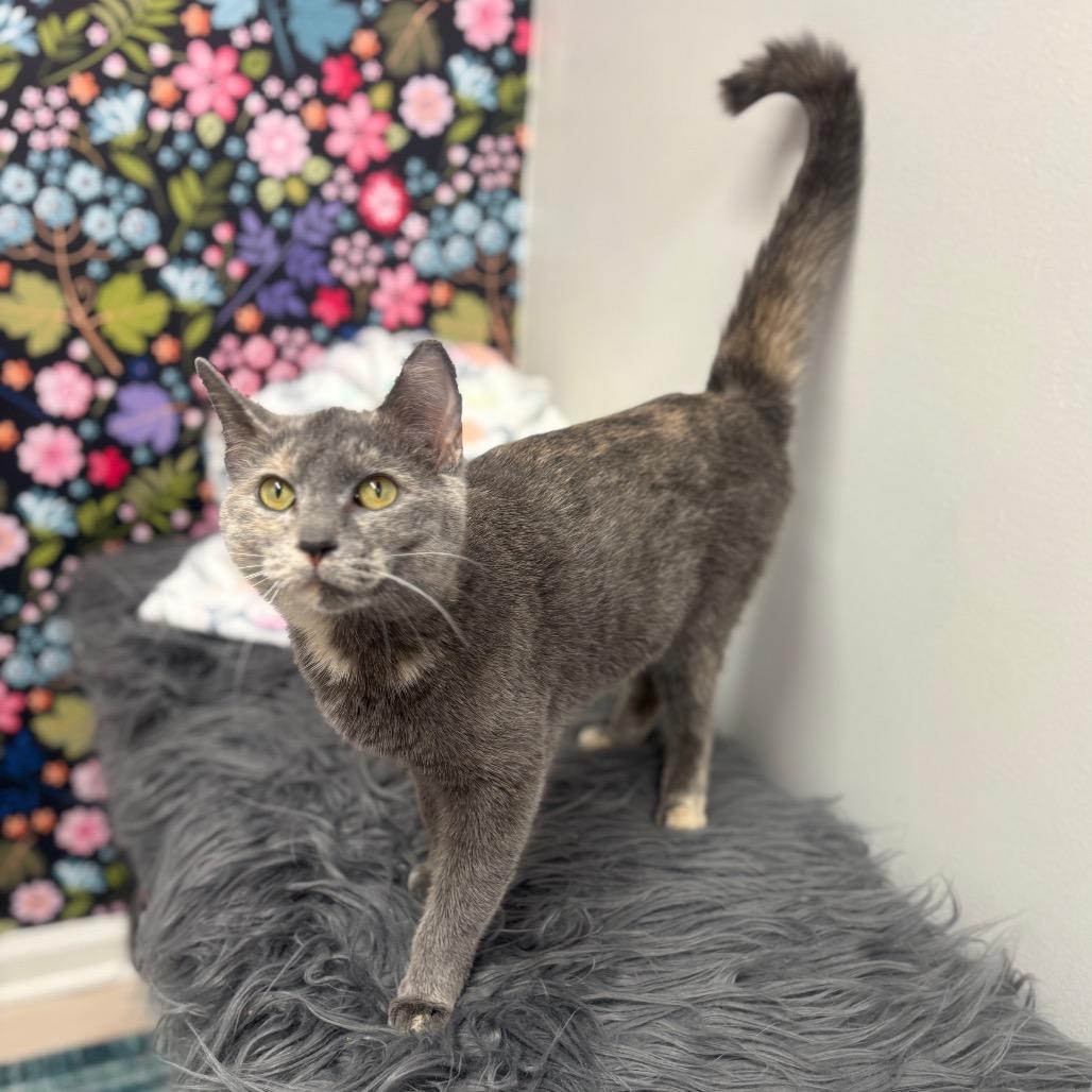 Enlarge Azalea, a Adoptable mixed breed in Granville, OH image 2/5