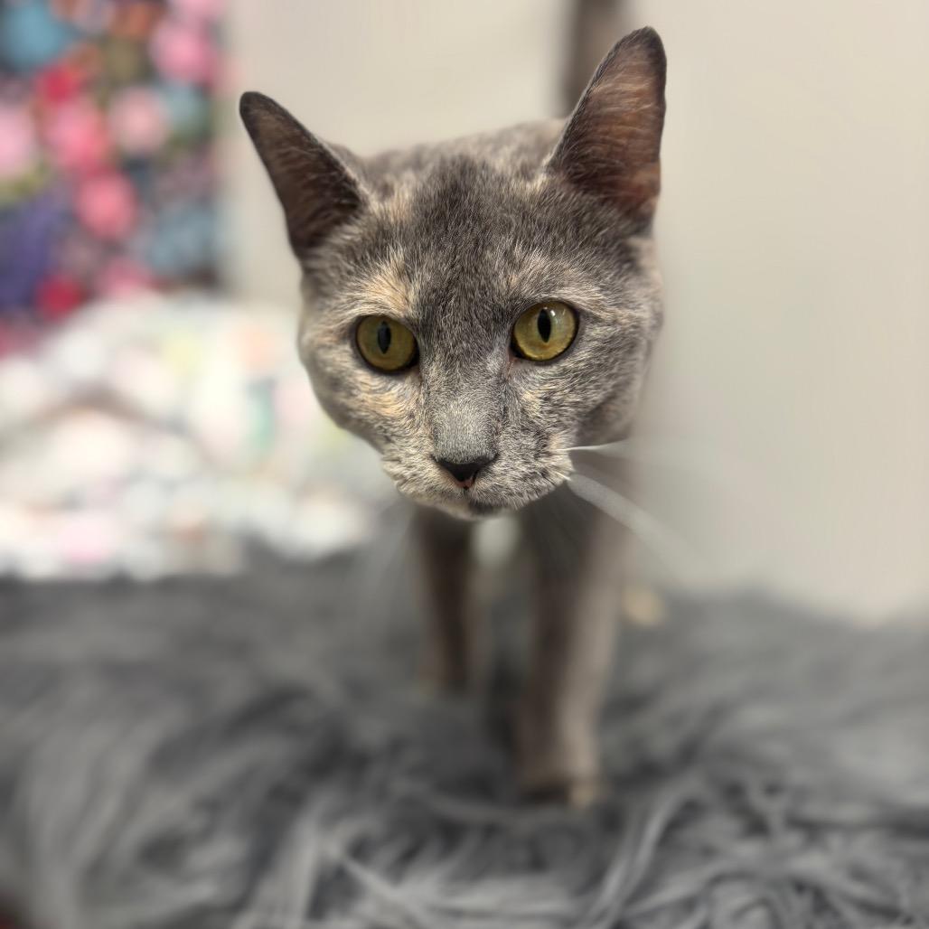 Enlarge Azalea, a Adoptable mixed breed in Granville, OH image 4/5