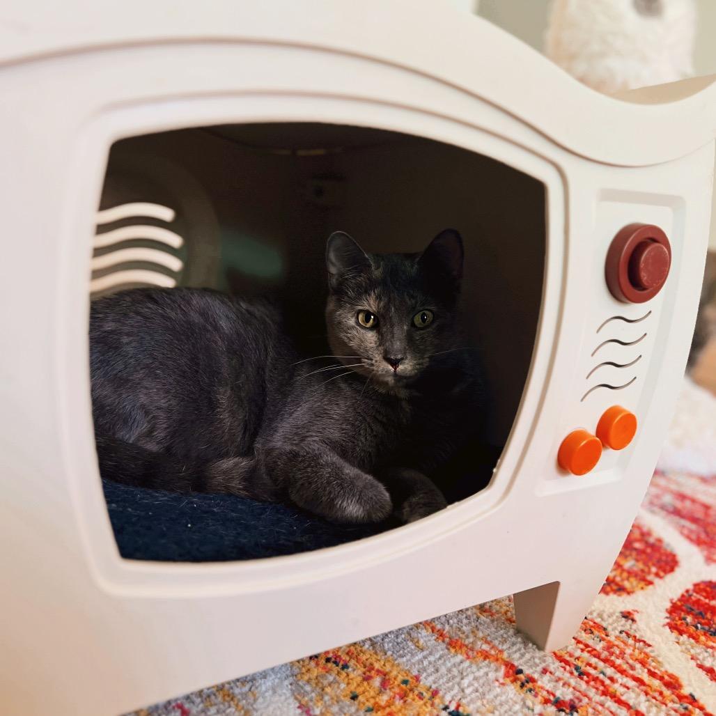 Enlarge Azalea, a Adoptable mixed breed in Granville, OH image 3/5