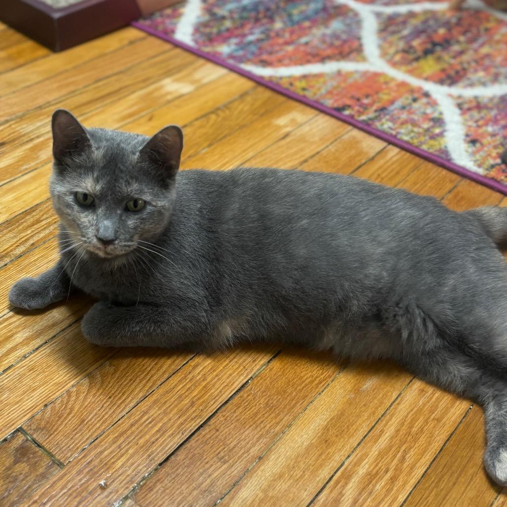 Enlarge Azalea, a Adoptable mixed breed in Granville, OH image 4/5