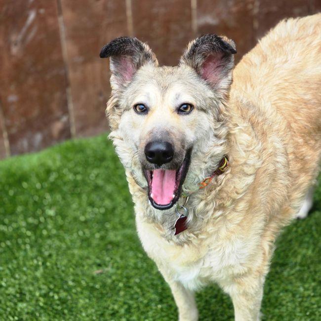 Enlarge Jasper, a Adoptable Shepherd in San Diego, CA image 1/3