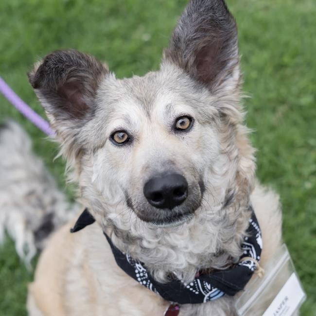 Enlarge Jasper, a Adoptable Shepherd in San Diego, CA image 2/3