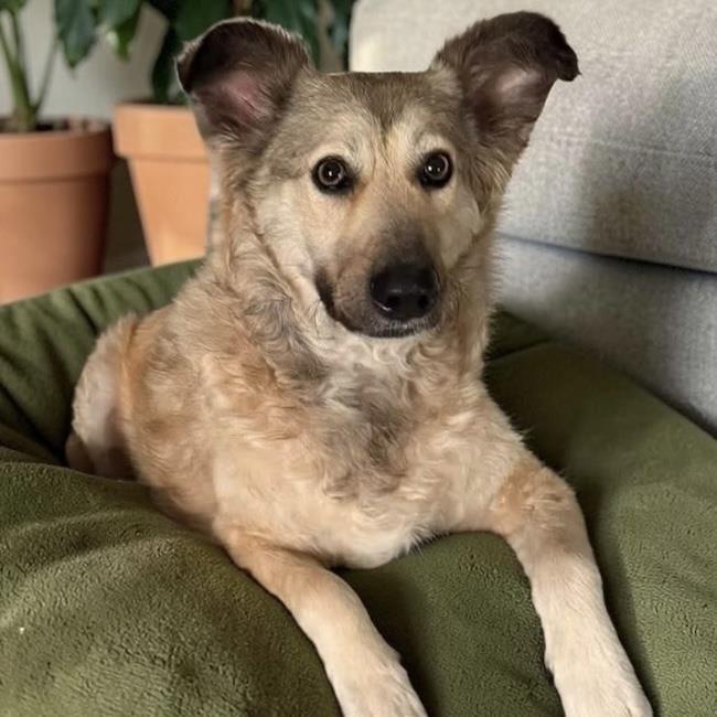 Enlarge Jasper, a Adoptable Shepherd in San Diego, CA image 3/3