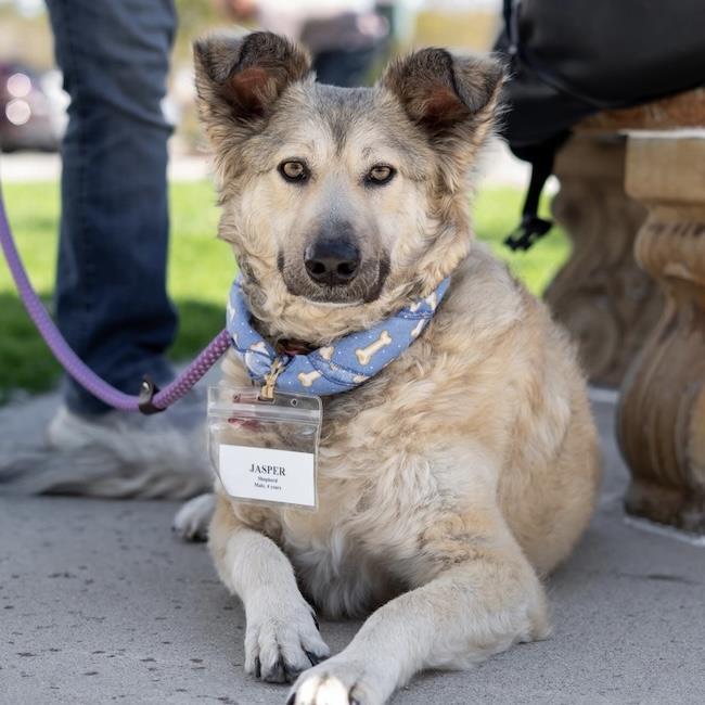 Enlarge Jasper, a Adoptable Shepherd in San Diego, CA image 2/3