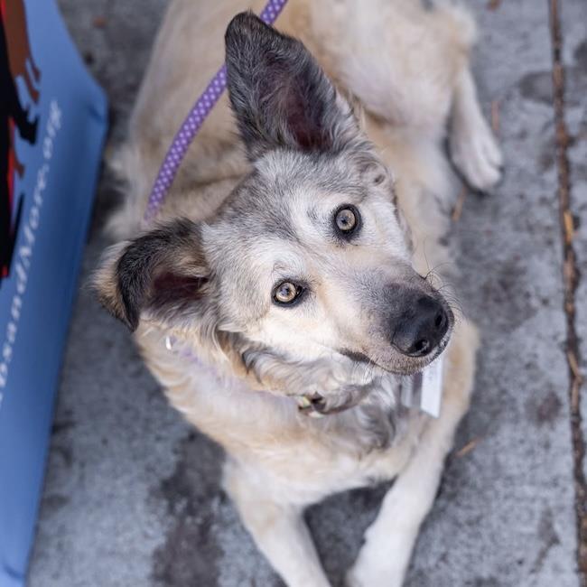 Enlarge Jasper, a Adoptable Shepherd in San Diego, CA image 1/3