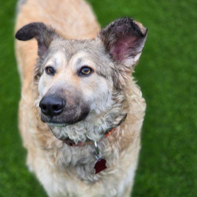Enlarge Jasper, a Adoptable Shepherd in San Diego, CA image 3/3