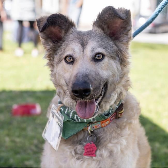 Jasper, a Adoptable Shepherd in San Diego, CA image 3/3