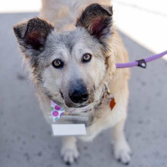 Jasper, a Adoptable Shepherd in San Diego, CA image 2/3
