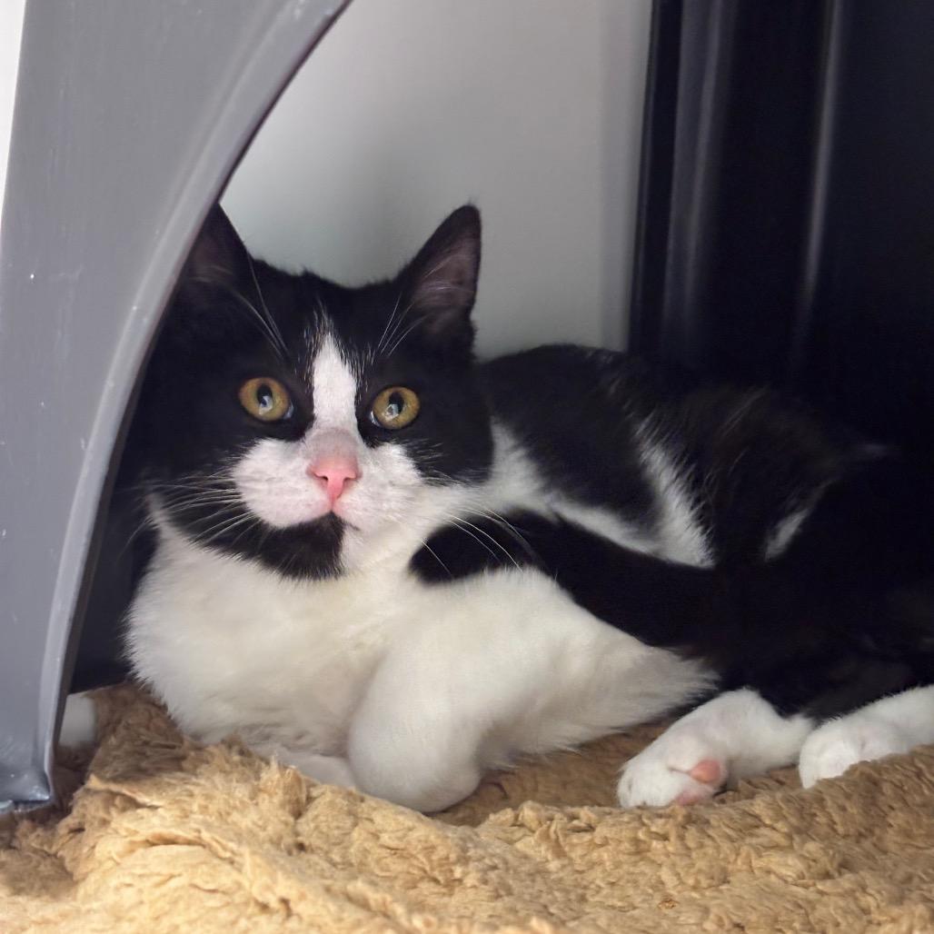 Flash, Adoptable, Kitten Male Domestic Short Hair.