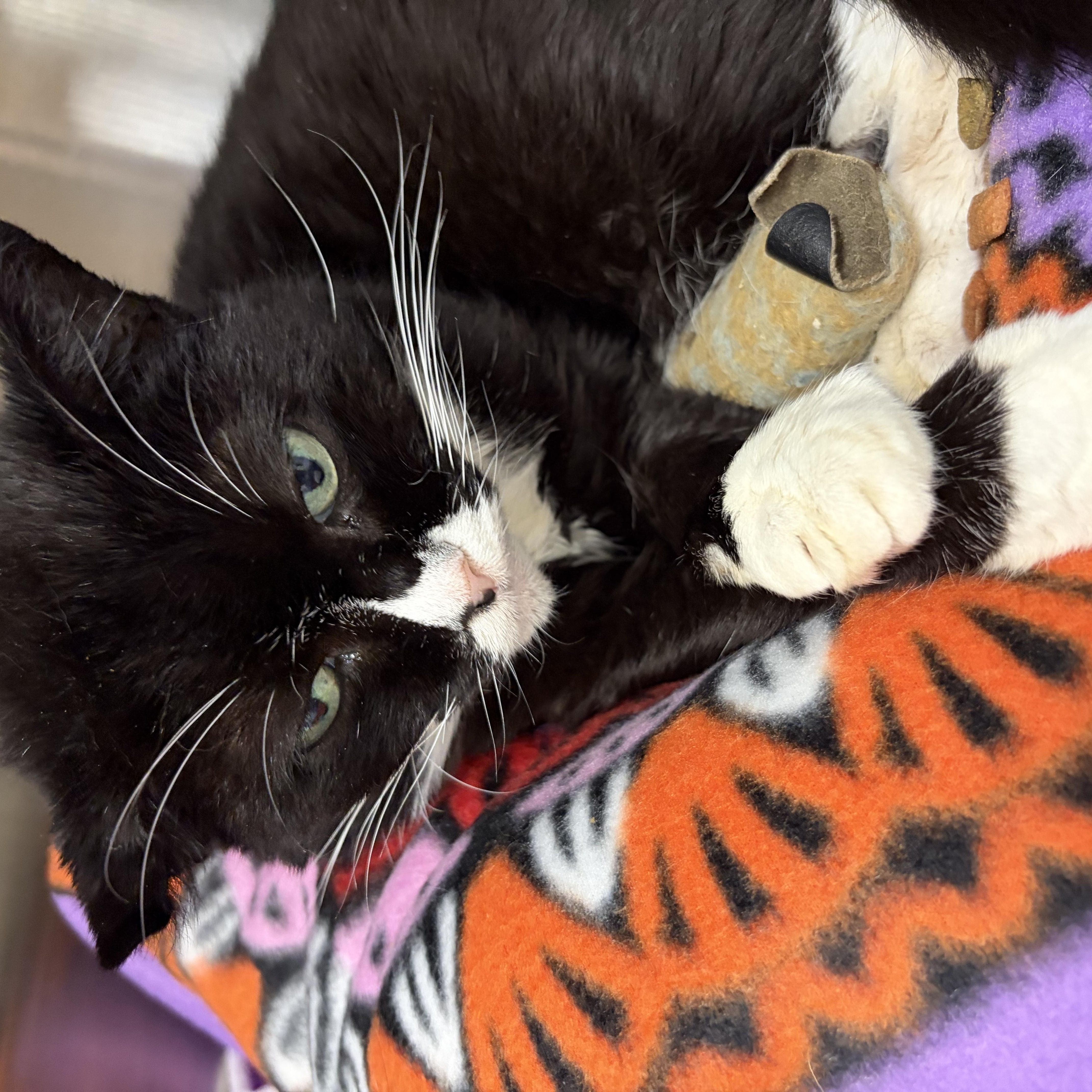 Enlarge Precious, a Adopted Tuxedo in Gardner, MA image 2/2