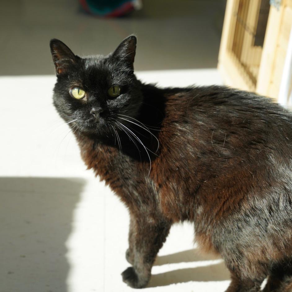 Enlarge Piper, a Adoptable mixed breed in Sandy, UT image 2/4