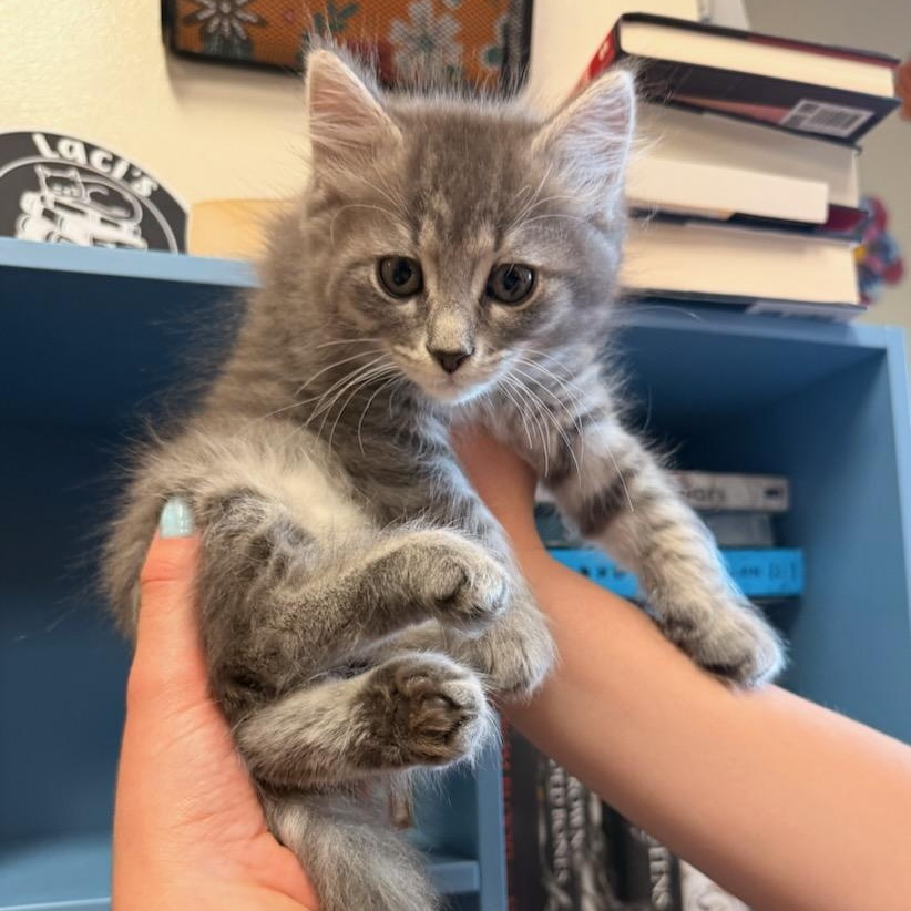 Enlarge Eowyn, an adoptable Domestic Medium Hair in Fairfax Station, VA image 4/4