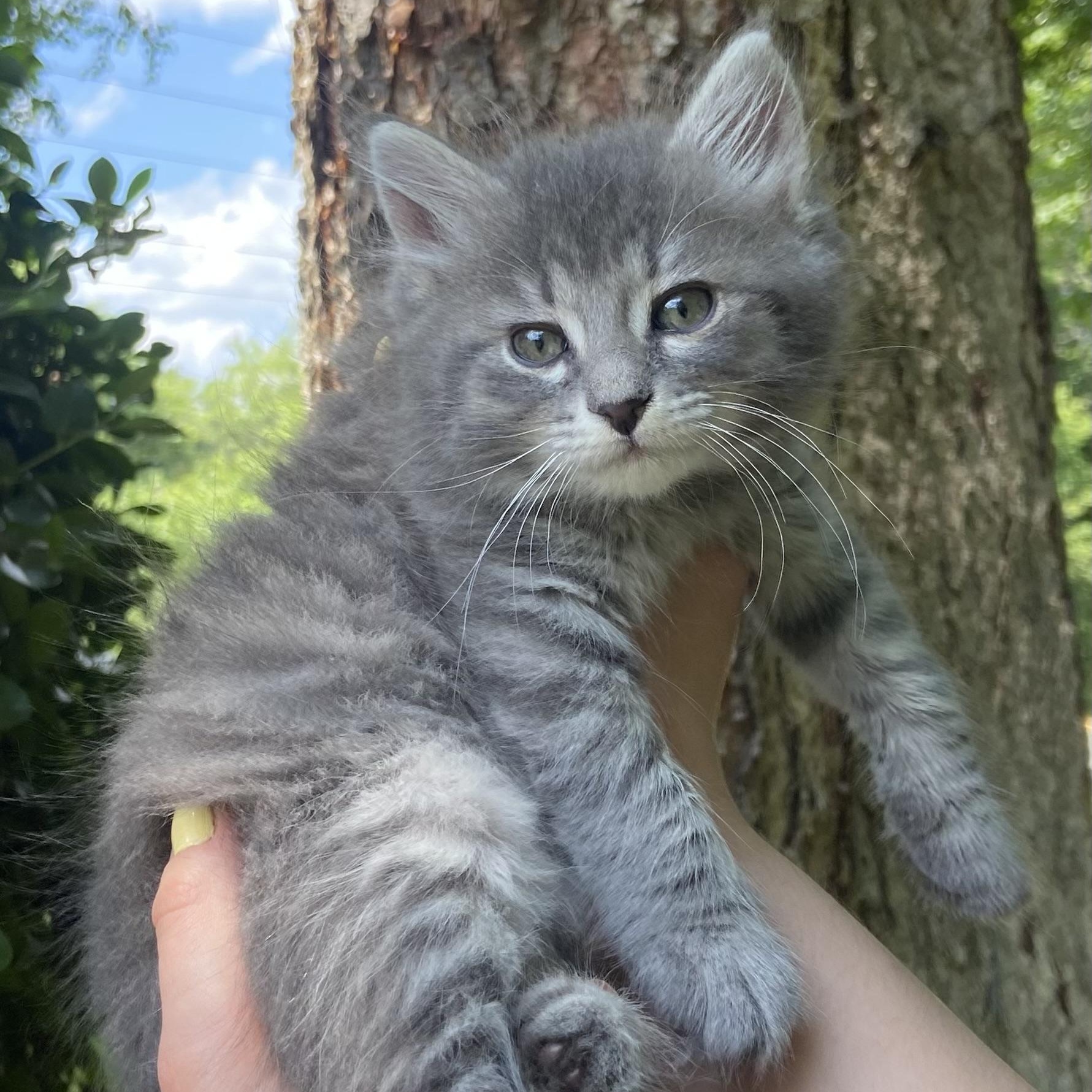 Enlarge Eowyn, an adoptable Domestic Medium Hair in Fairfax Station, VA image 1/4