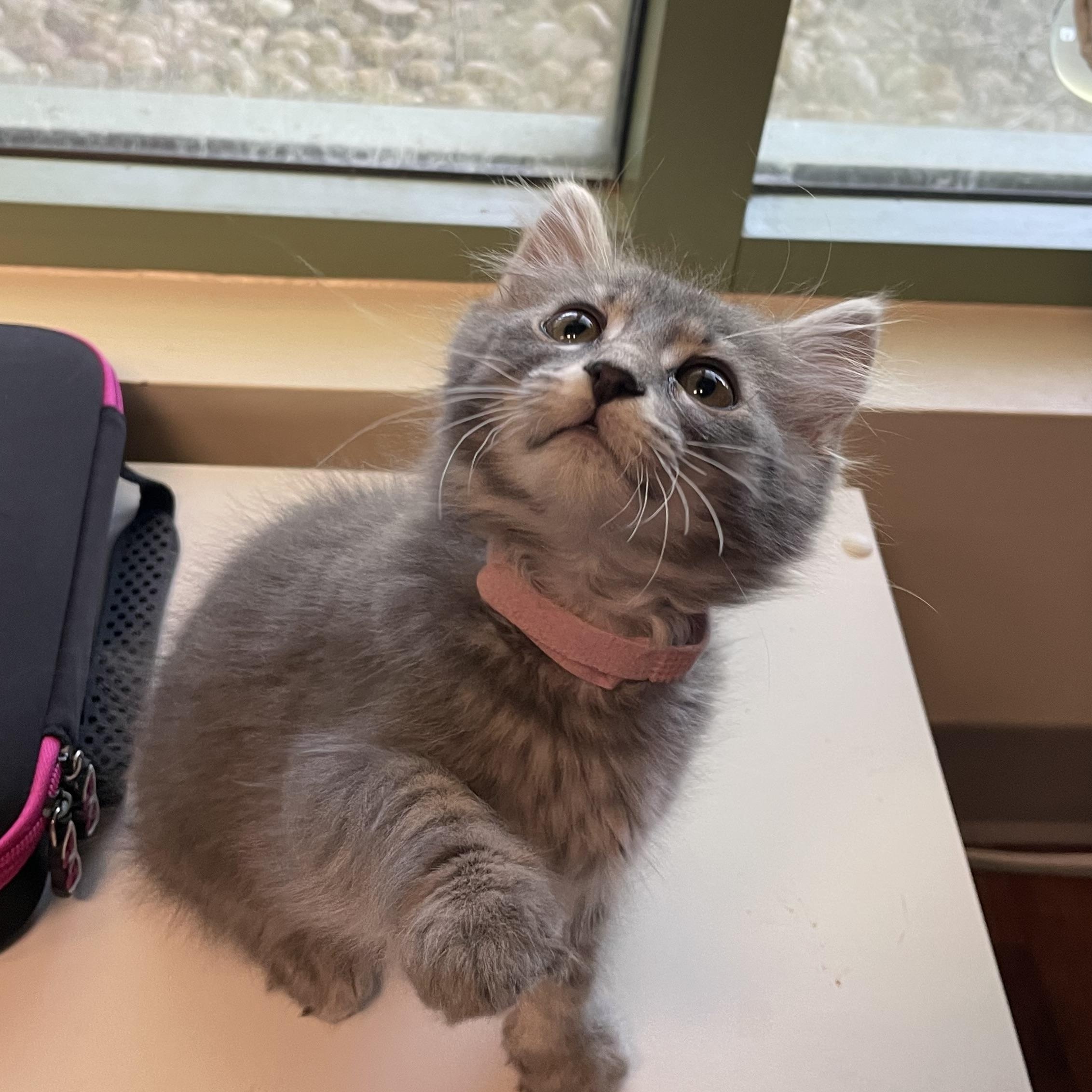 Enlarge Eowyn, an adoptable Domestic Medium Hair in Fairfax Station, VA image 2/4