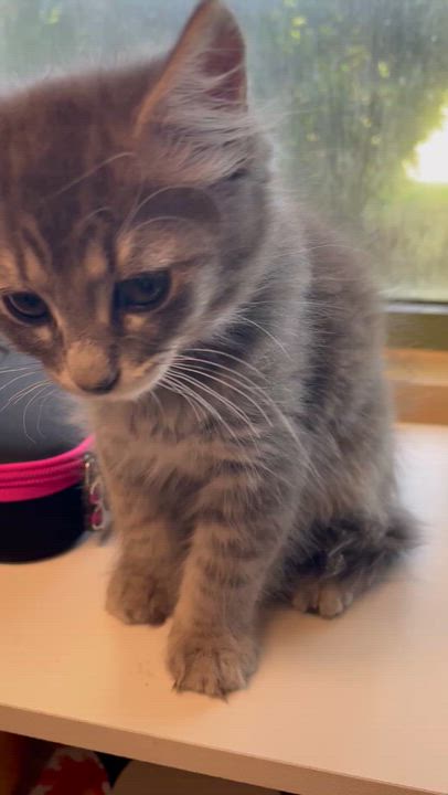 Enlarge Eowyn, an adoptable Domestic Medium Hair in Fairfax Station, VA video 3/4