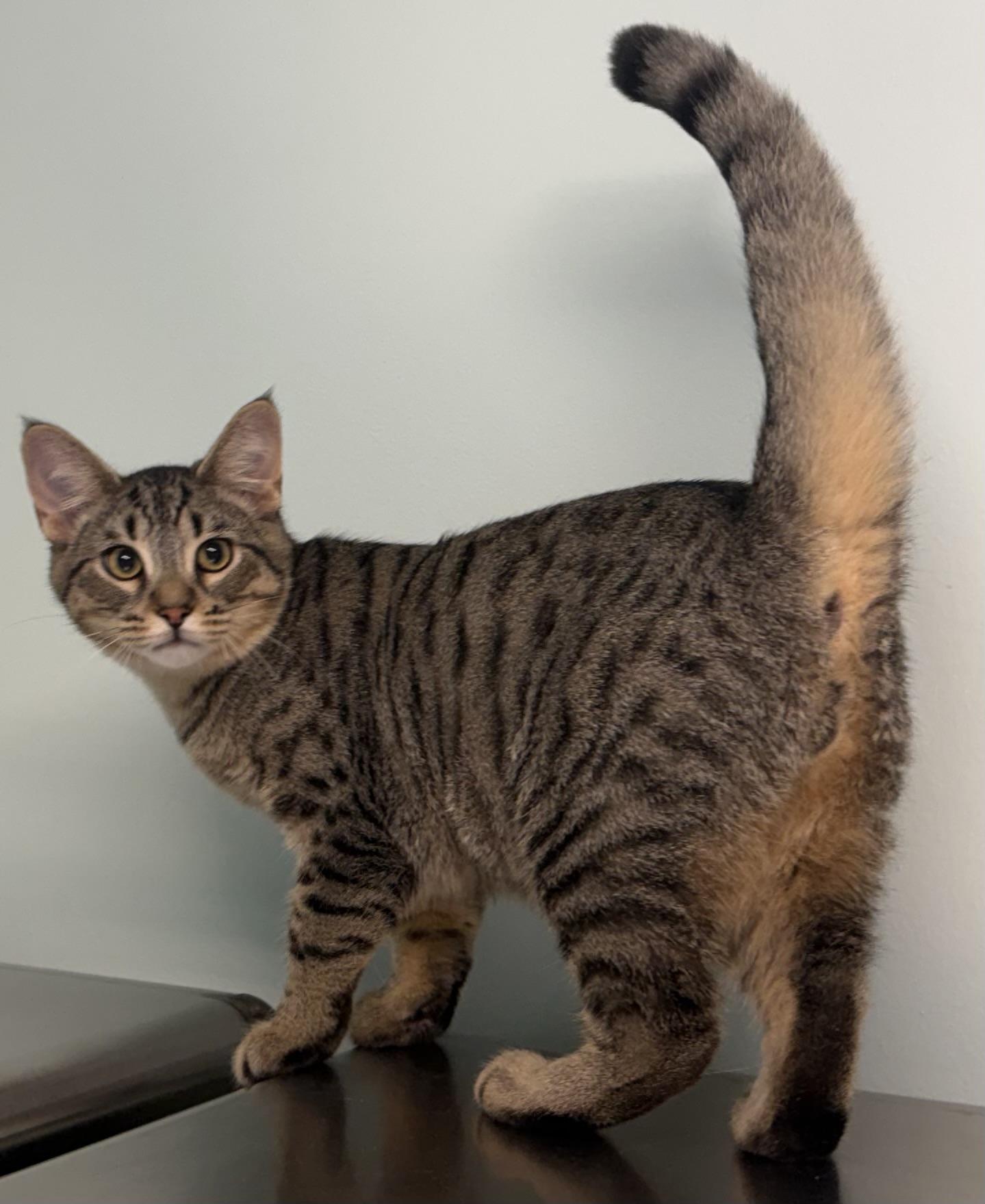 Enlarge Hugo, a Adoptable Domestic Short Hair in Lincoln, MI image 1/1
