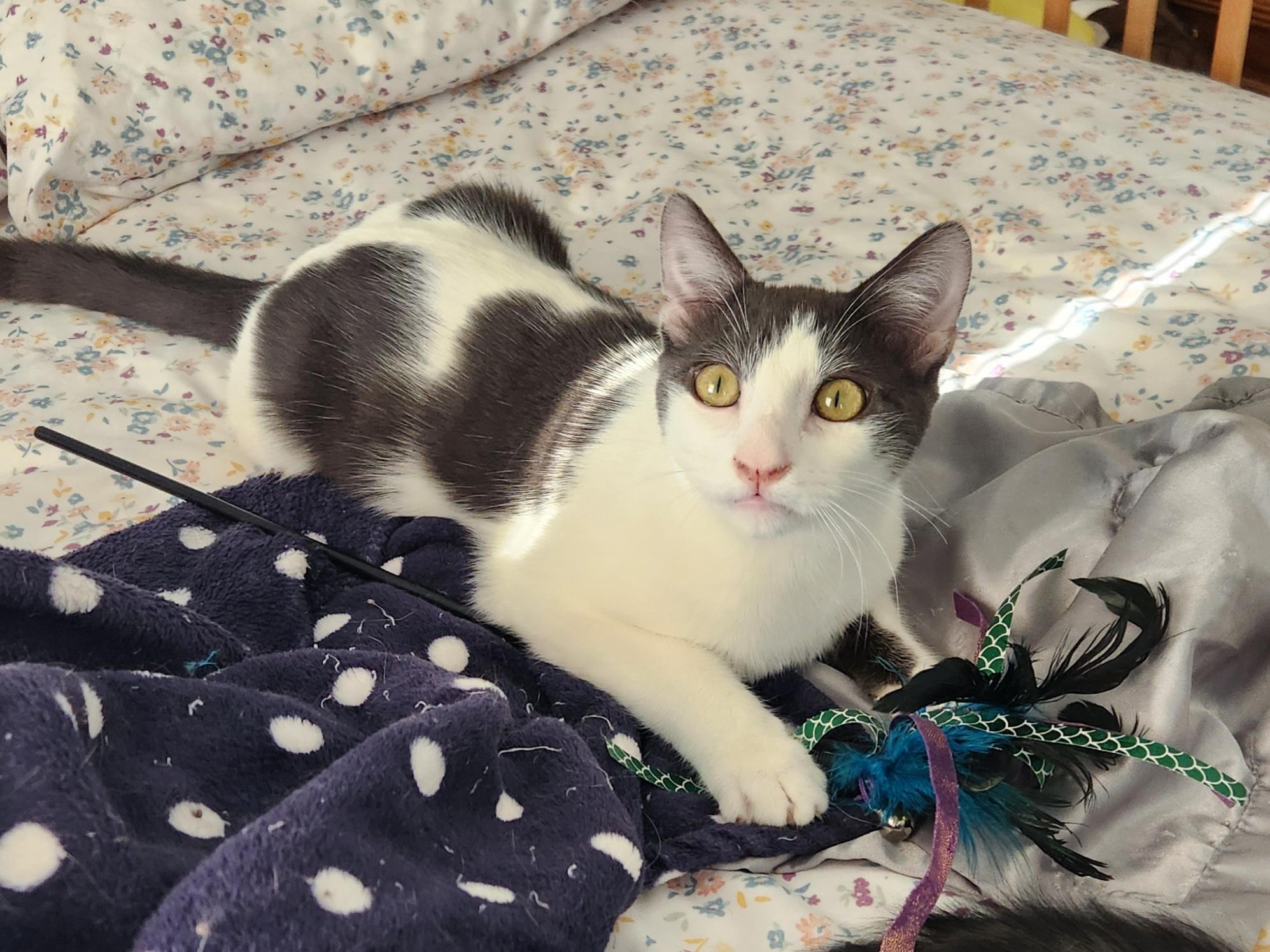 Enlarge Luigi (Bonded w/ Yoshi), a Adoptable Domestic Short Hair in Clawson, MI image 1/3