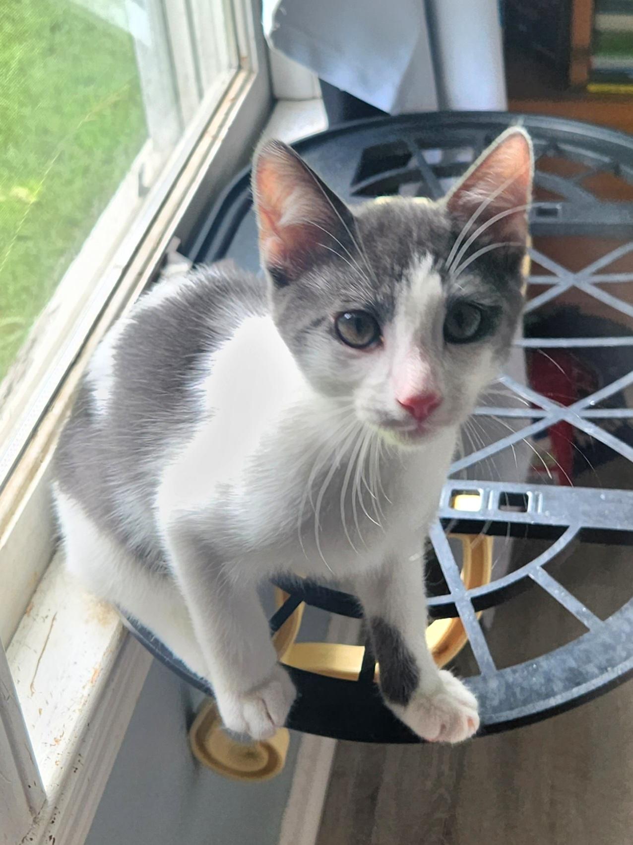 Enlarge Luigi (Bonded w/ Yoshi), a Adoptable Domestic Short Hair in Clawson, MI image 2/3