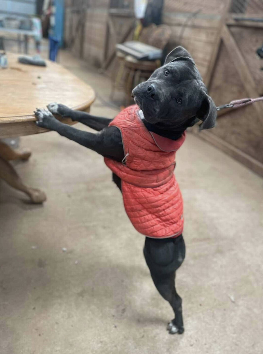 Boujee, a Adoptable Pit Bull Terrier in Cool, CA image 2/5